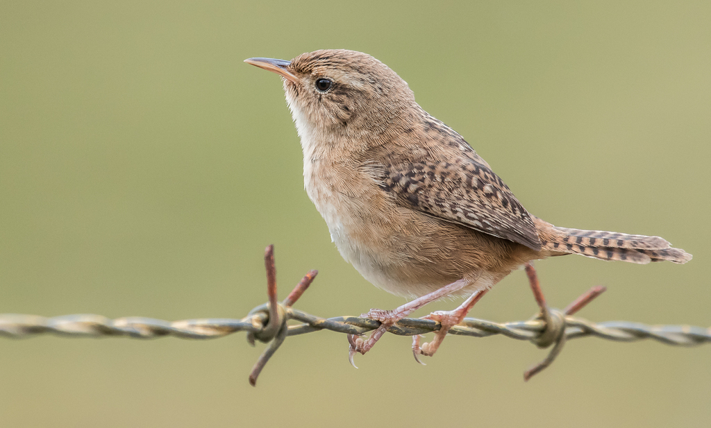 Sedge Wren