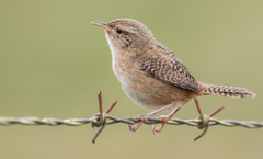 Sedge Wren photo 1