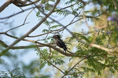 Molothrus aeneus