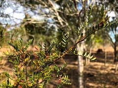 Dodonaea sinuolata sinuolata