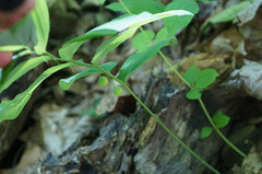 Polygonatum pubescens