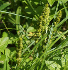 Carex vulpinoidea