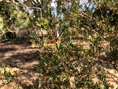 Dodonaea sinuolata sinuolata