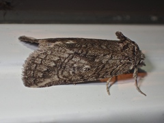 Scythrophanes stenoptera