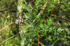 Dodonaea sinuolata sinuolata