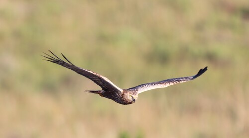 iNaturalist image