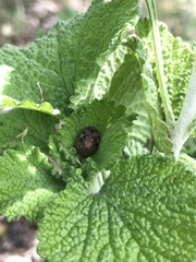 Stethaulax marmorata