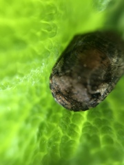 Stethaulax marmorata