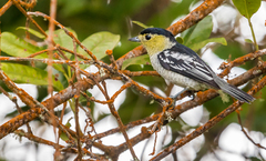 Pachyramphus versicolor