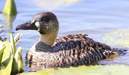 iNaturalist: (c) simonescrase, some rights reserved (CC BY-NC) iNaturalist image