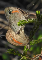 Cassionympha detecta