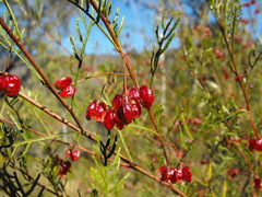 Dodonaea sinuolata sinuolata