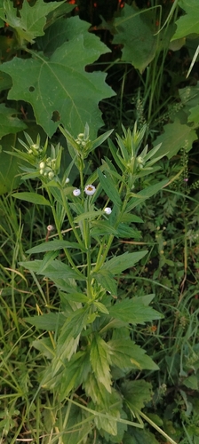 Erigeron laevigatus, 2026-04-27