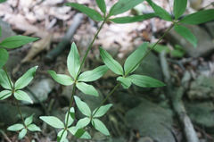 Galium circaezans