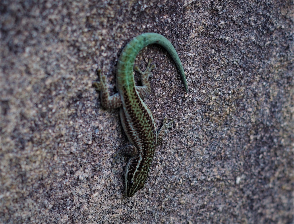 Gecko diurne de Barbour (Phelsuma barbouri)