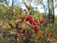 Dodonaea sinuolata sinuolata