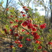 Feathery Hop Bush - Photo (c) Martin Bennett, some rights reserved (CC BY-NC), uploaded by Martin Bennett