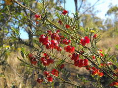 Dodonaea sinuolata sinuolata
