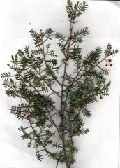 Dodonaea sinuolata sinuolata