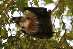 Pteropus tonganus