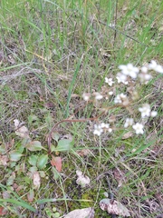 Micranthes californica