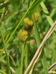 Carex cristatella