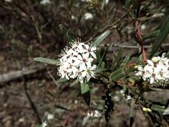 Leionema obtusifolium