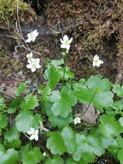 Kumlienia hystricula