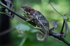 Calumma crypticum
