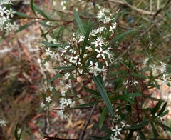 Leionema obtusifolium