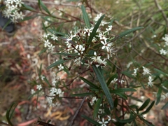 Leionema obtusifolium