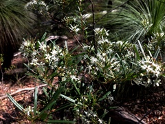 Leionema obtusifolium