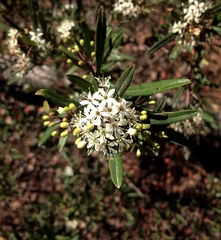 Leionema obtusifolium