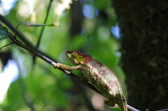 Calumma crypticum