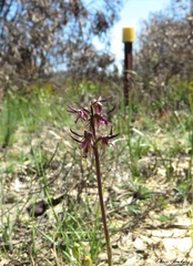 Genoplesium superbum