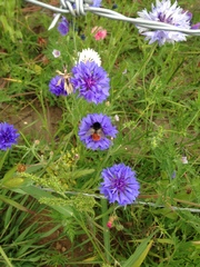 Bombus pyrosoma