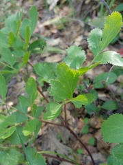 Tauschia hartwegii