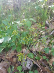 Tauschia hartwegii