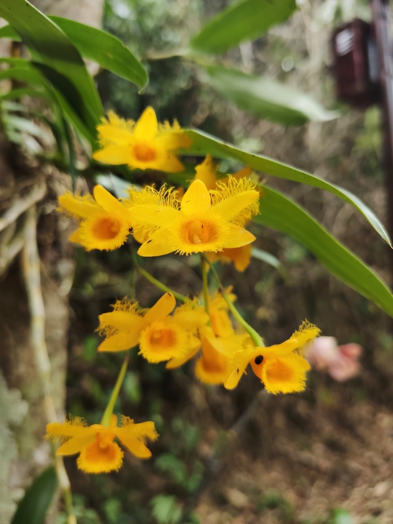 Dendrobium harveyanum Rchb.f.