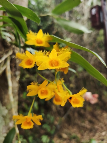Harvey's Dendrobium