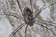 Platybunus pinetorum