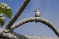 Nesoctites micromegas