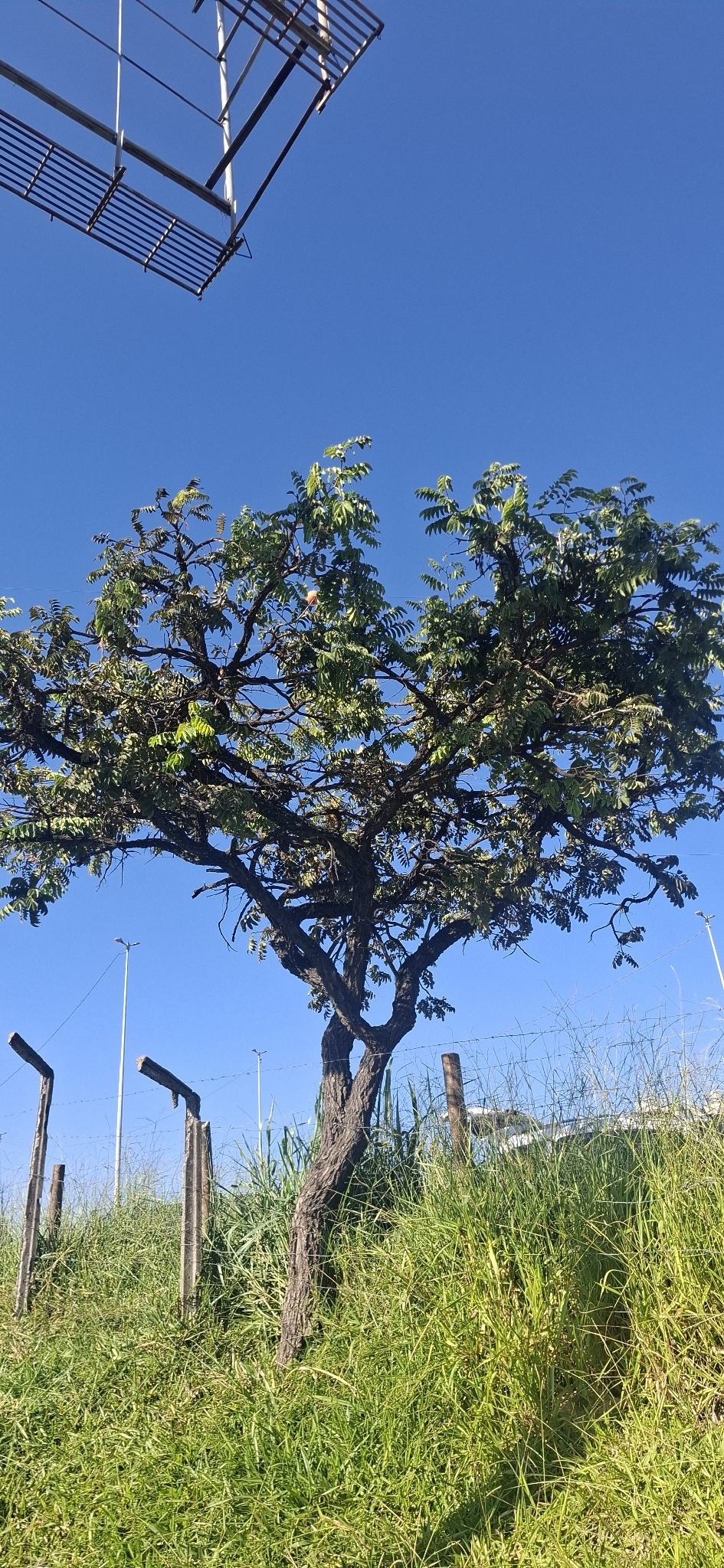 Imagem de Jacarandá do Cerrado