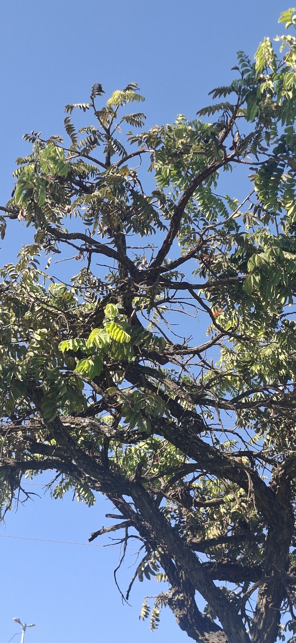 Imagem de Jacarandá do Cerrado