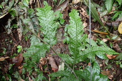 Tectaria phaeocaulis