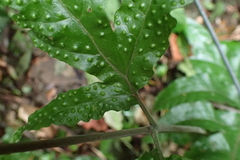 Tectaria phaeocaulis