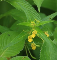 Impatiens dalzellii