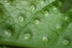 Tectaria phaeocaulis