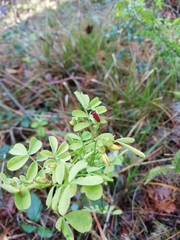 Hippocrepis emerus emerus