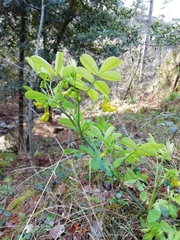 Hippocrepis emerus emerus